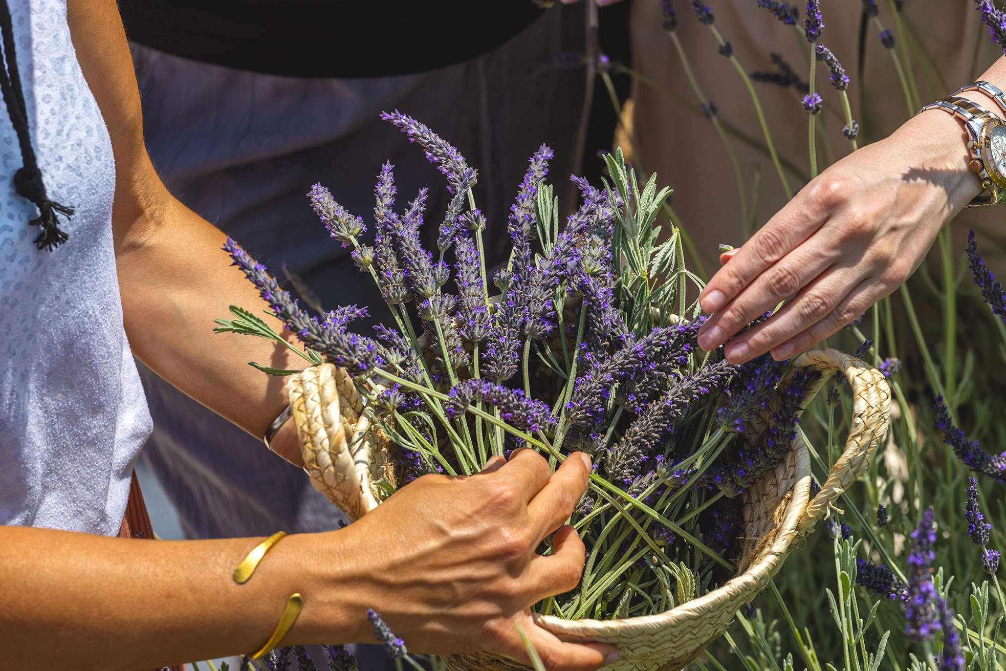 hp-66-helea-lavender.jpg